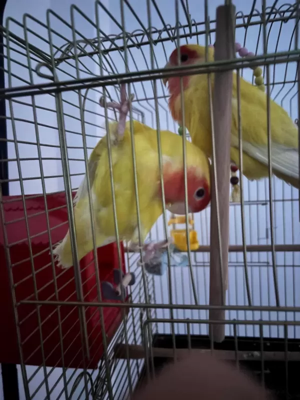 Çift Halinde Yumurtalamaya Hazır Sevda Papağanı