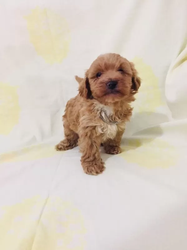 Maltipoo Can Dostlar Orijinal