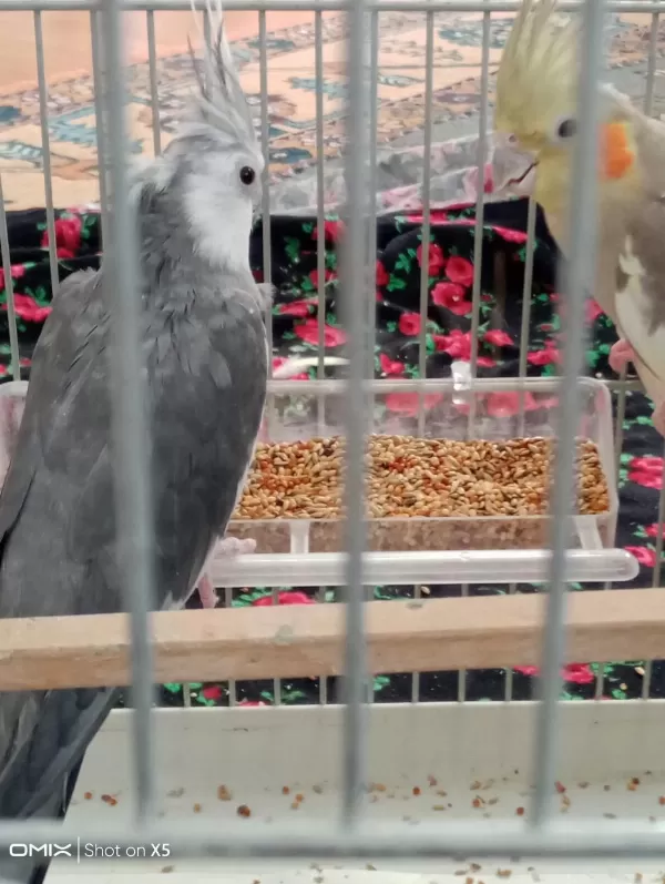 Kaliteli Sultan Papağanı Takımı
