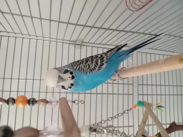 Ele Alışık Jumbo Muhabbet Kuşu Erkek 1 Yaşında