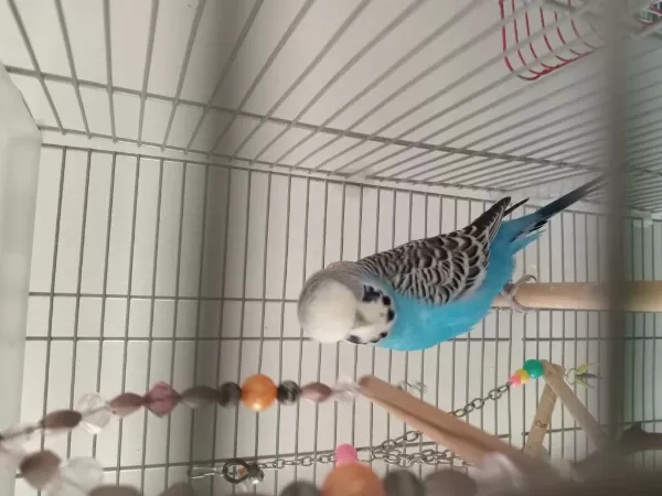 Ele Alışık Jumbo Muhabbet Kuşu Erkek 1 Yaşında