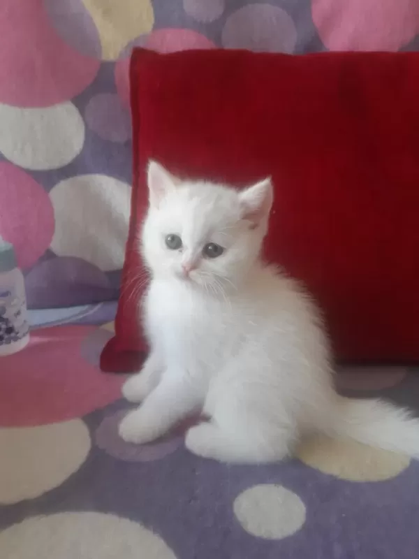 50 Günlük Beyaz British Shorthair Yavrumuz Dişi