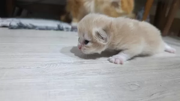 British Longhair Kedilerimiz