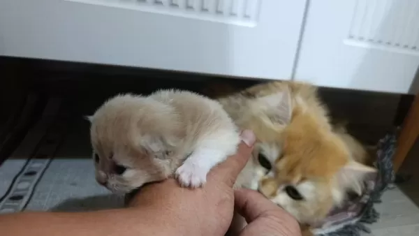 British Longhair Kedilerimiz