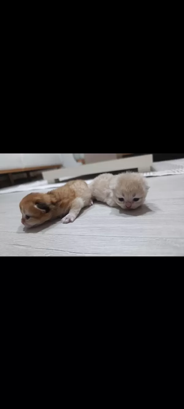 British Longhair Kedilerimiz