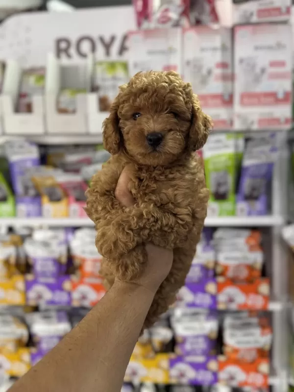 Toy Poodle Minikler İçin Arayabilirsiniz
