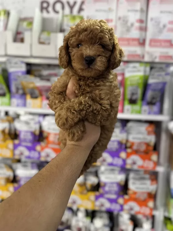 Toy Poodle Minikler İçin Arayabilirsiniz