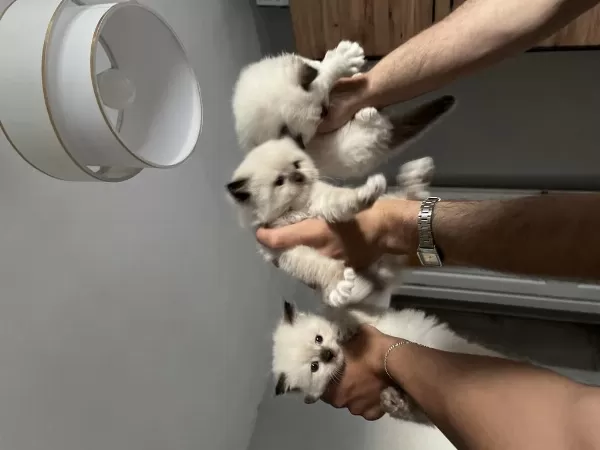 Safkan Ragdoll Bebekler