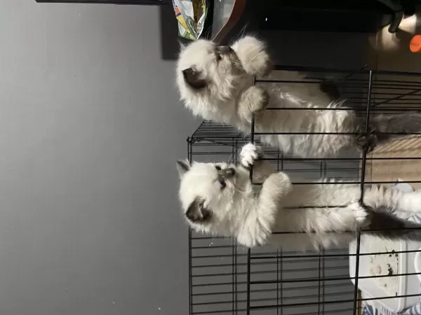 Safkan Ragdoll Bebekler