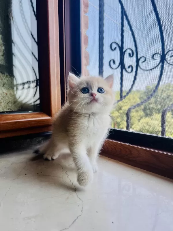 Saf Kan Golden British Shorthair Yavrular (wcf Kayıtlı)