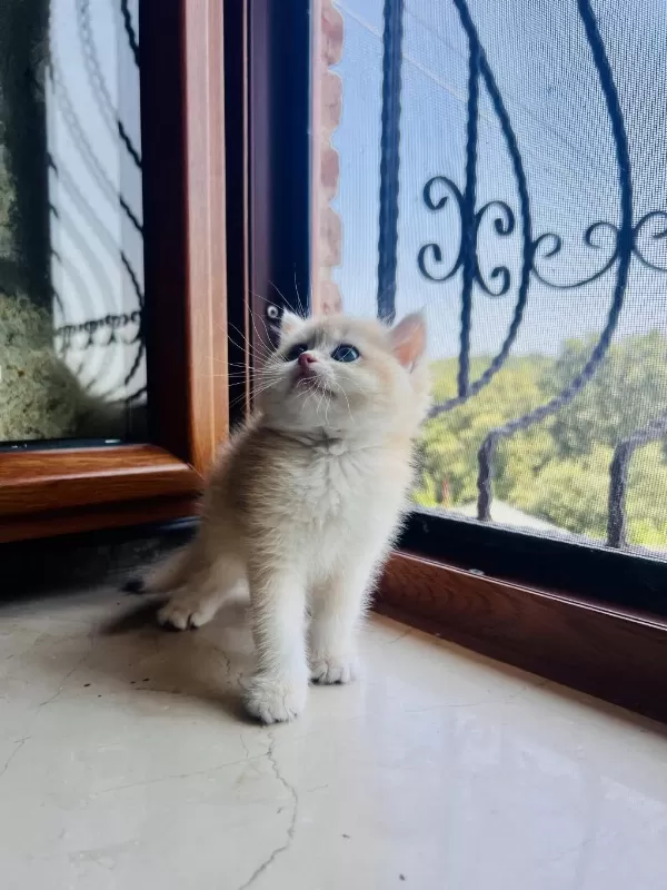 Saf Kan Golden British Shorthair Yavrular (wcf Kayıtlı)