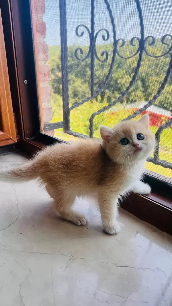Saf Kan Golden British Shorthair Yavrular (wcf Kayıtlı)