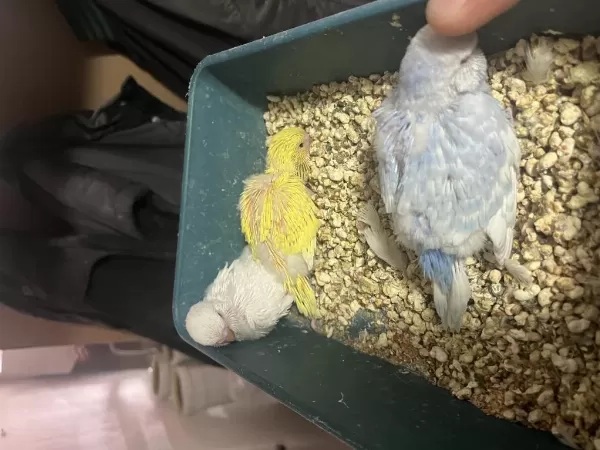 Jumbo Muhabbet Kuşu Yavrular