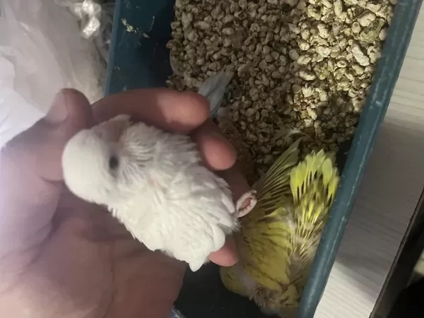Jumbo Muhabbet Kuşu Yavrular
