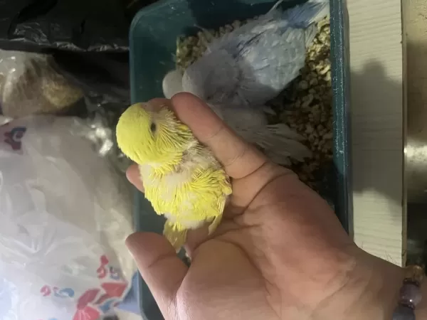 Jumbo Muhabbet Kuşu Yavrular