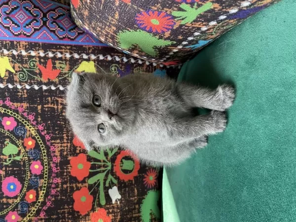 Kırık Kulak Gri Yavru British Shorthair