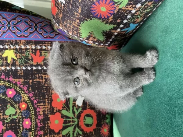 Kırık Kulak Gri Yavru British Shorthair