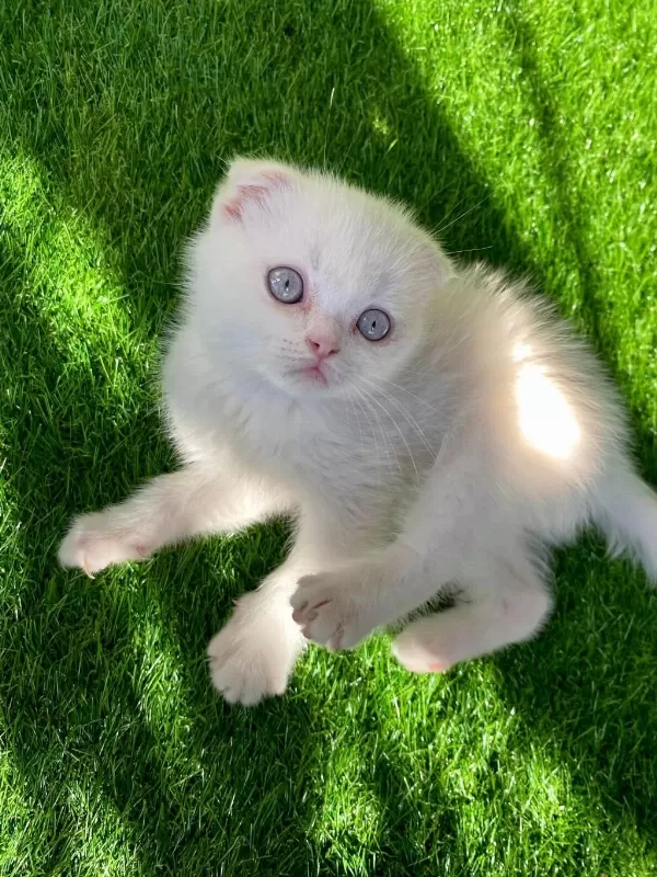 Kırık Kulak Bembeyaz Yavru Scottish Fold