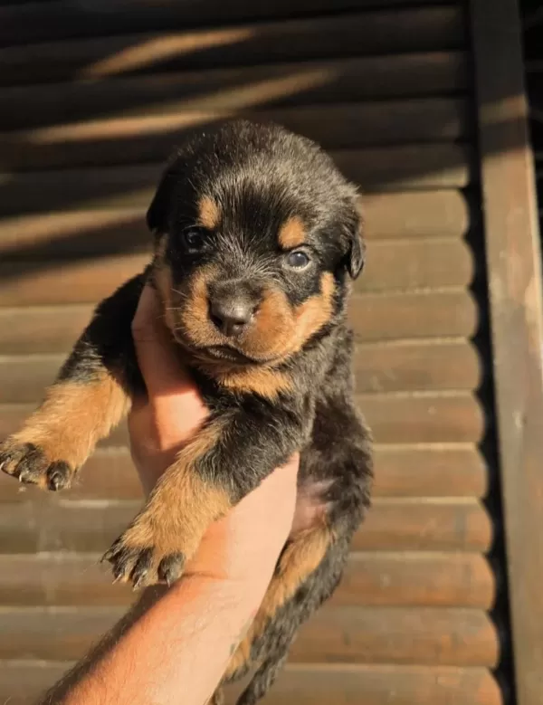 Premium Rottweiler Yavruları