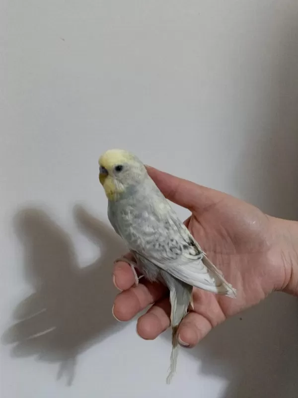 Muhabbet Kuşu Sağlıklı Güzel Kuşlar