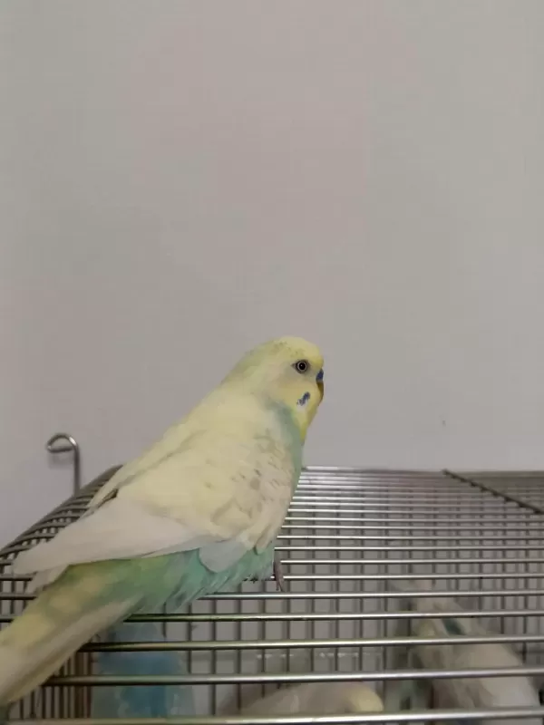 Muhabbet Kuşu Sağlıklı Güzel Kuşlar