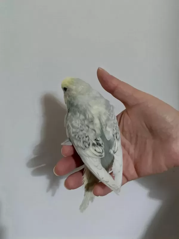 Muhabbet Kuşu Sağlıklı Güzel Kuşlar