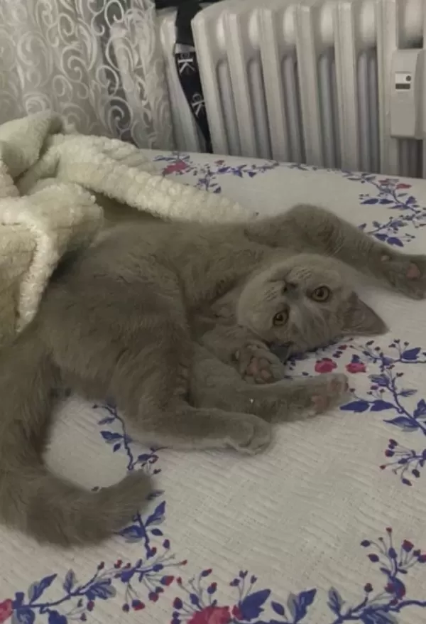 Kedimiz Bellaya Yuva