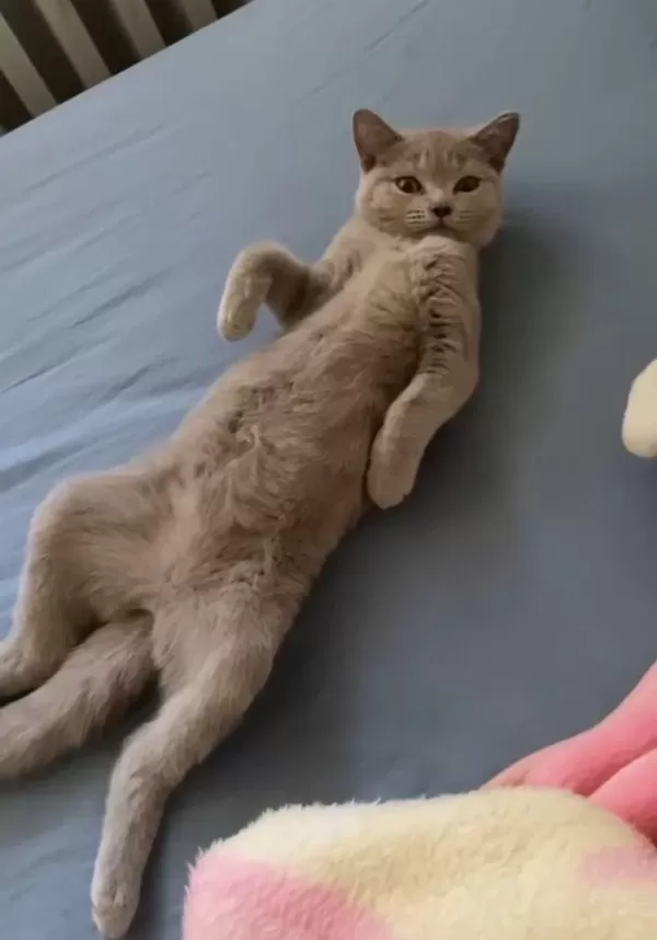 Kedimiz Bellaya Yuva