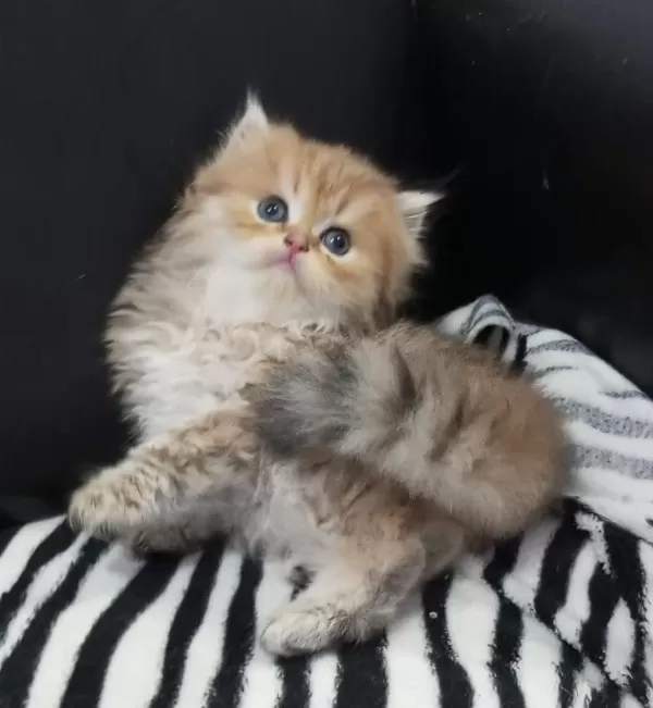 Golden Ve Silver Chinchilla Şecereli Anne Babalardan