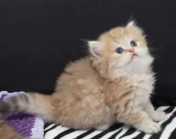 Golden Ve Silver Chinchilla Şecereli Anne Babalardan