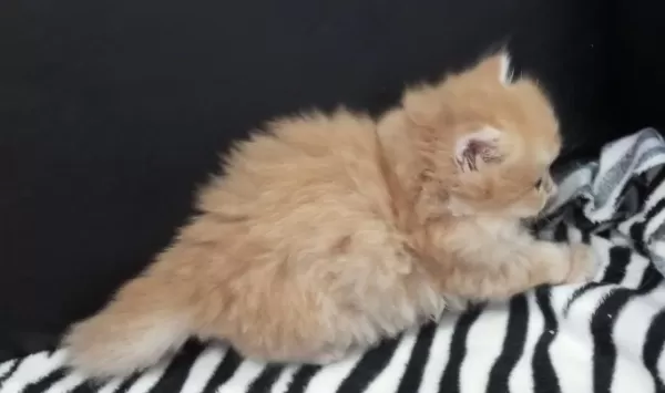 Golden Ve Silver Chinchilla Şecereli Anne Babalardan