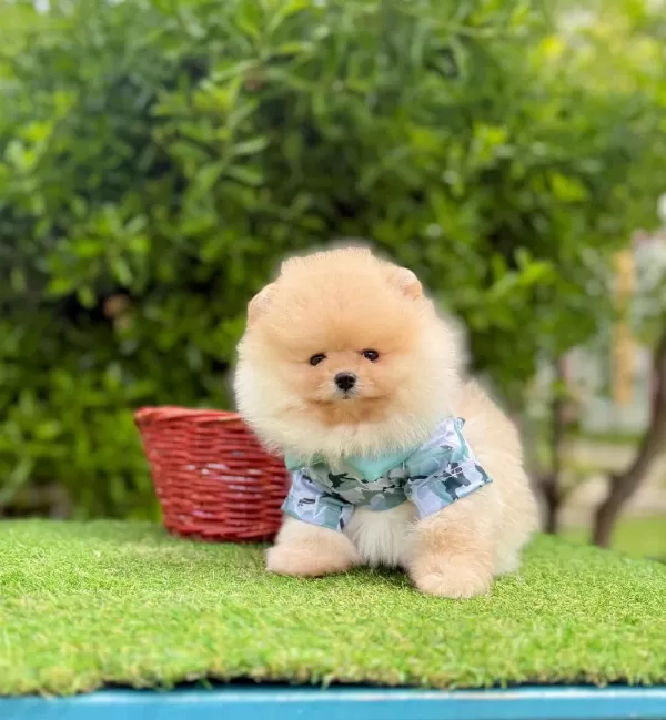 Safkan Pomeranian Boo Yavrularımız