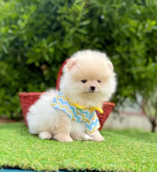Safkan Pomeranian Boo Yavrularımız