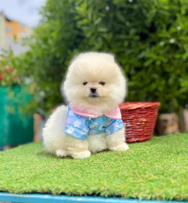 Safkan Pomeranian Boo Yavrularımız