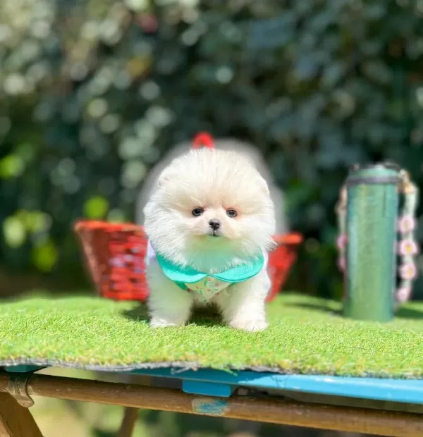 Safkan Pomeranian Boo Yavrularımız
