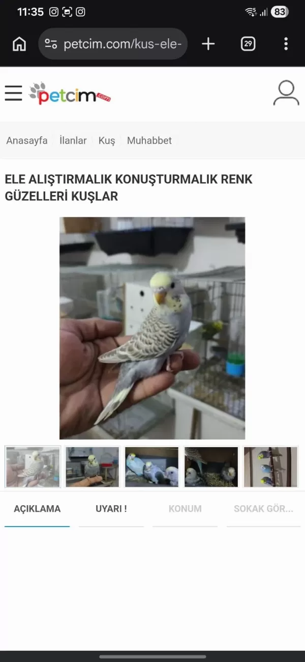 Ele Alıştırmalık Konuşturmalık Kuşlar Mevcuttur