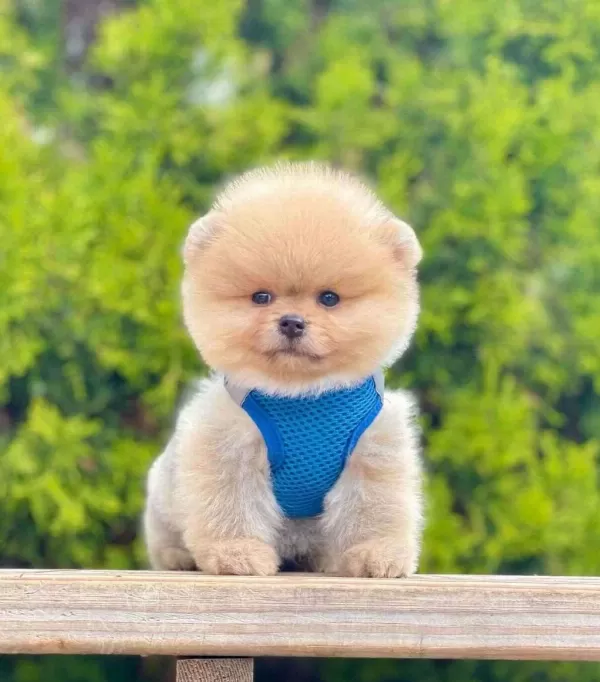 Safkan Pomeranian Boo Bebekler