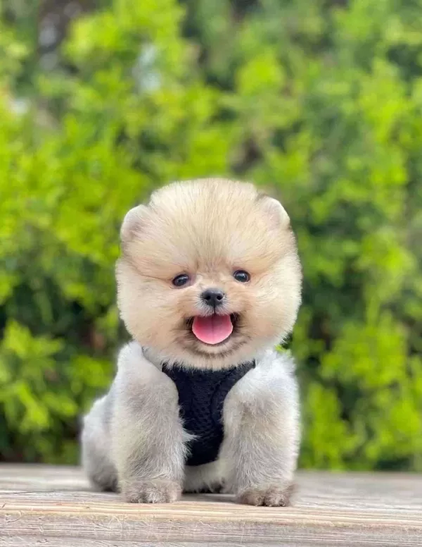 Safkan Pomeranian Boo Bebekler