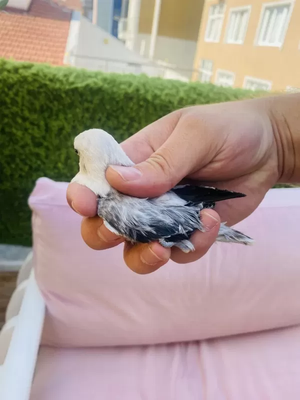 Cennet Papağani Yavru (üst Mutasyon)