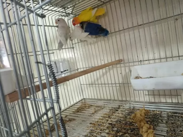 Mutasyon Bebek Cennet Papağanları