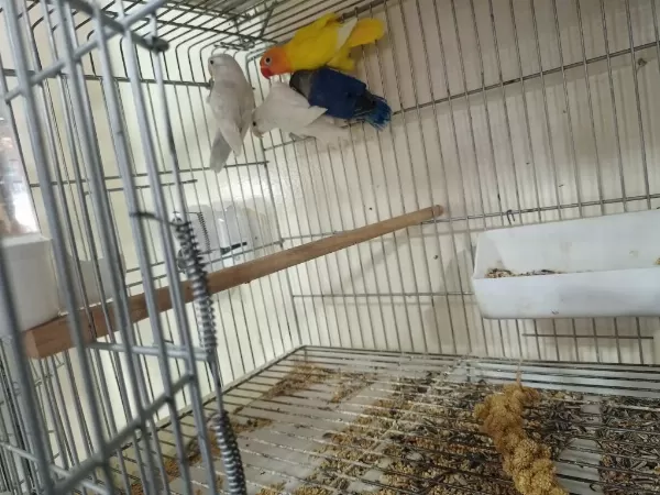 Mutasyon Bebek Cennet Papağanları