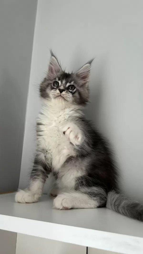 Sağlik Ve İrk Garantili Minik Dev Kediler