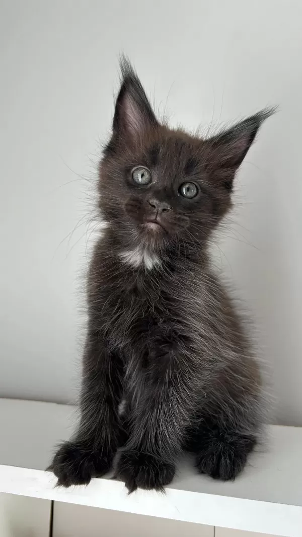 Sağlik Ve İrk Garantili Minik Maine Coon Devler