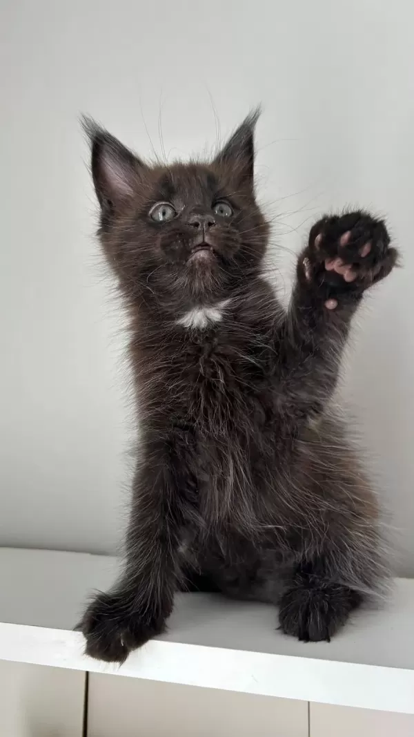 Sağlik Ve İrk Garantili Minik Maine Coon Devler