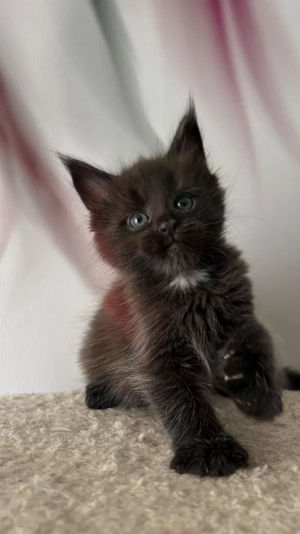 Sağlik Ve İrk Garantili Minik Maine Coon Devler