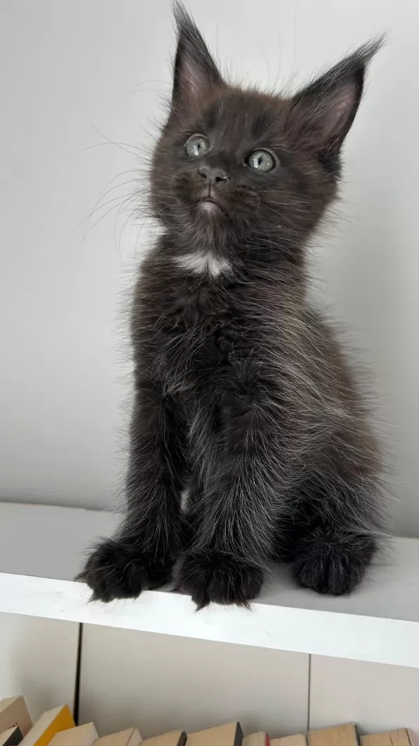 Sağlik Ve İrk Garantili Minik Maine Coon Devler