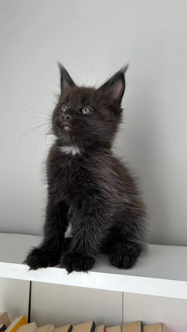 Sağlik Ve İrk Garantili Minik Maine Coon Devler