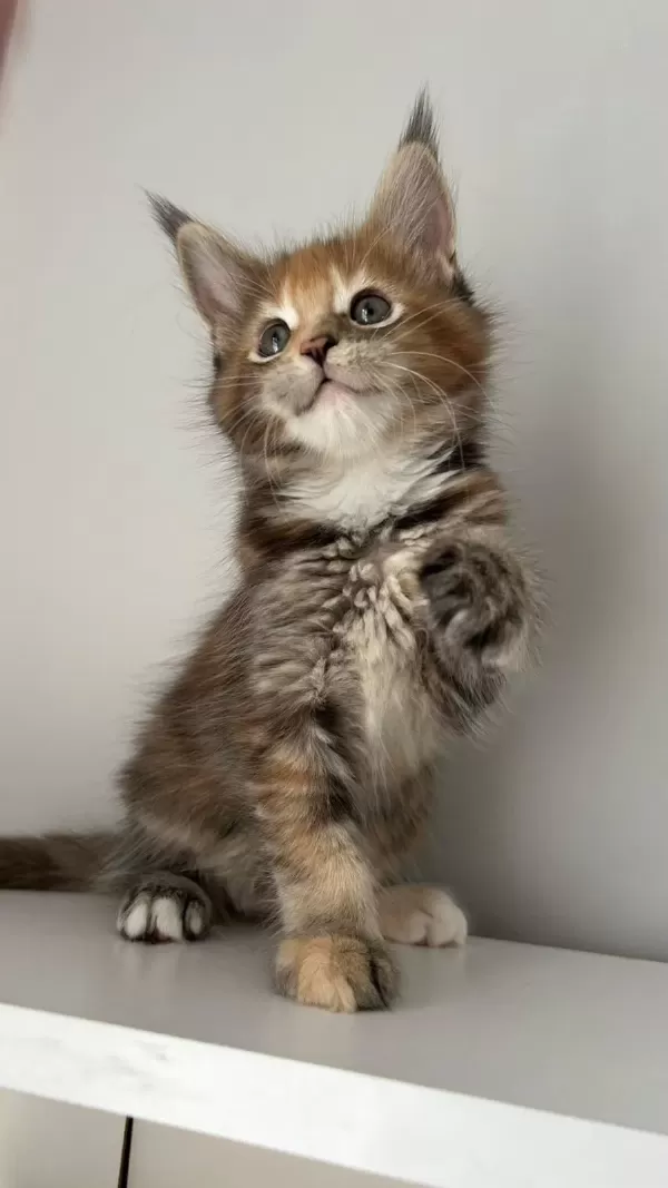 Sağlik Ve İrk Garantili Maine Coon Minik Devler