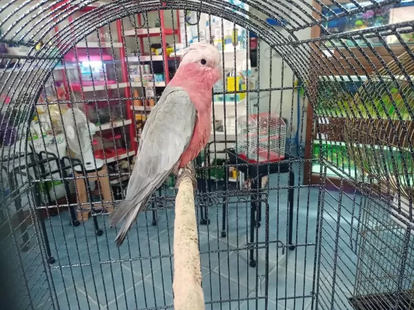 Ele Alışkın Gül Kakadu Evcildir
