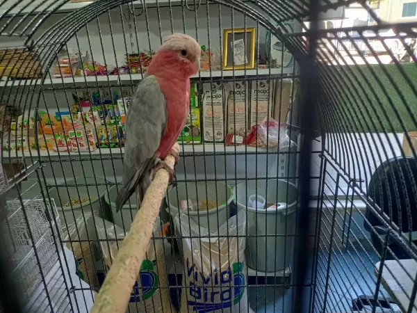 Ele Alışkın Gül Kakadu Evcildir